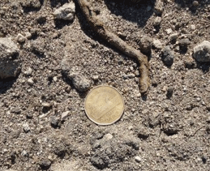 Sandy Loam
